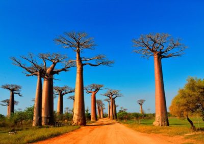 L’Ouest de Madagascar en 7 jours