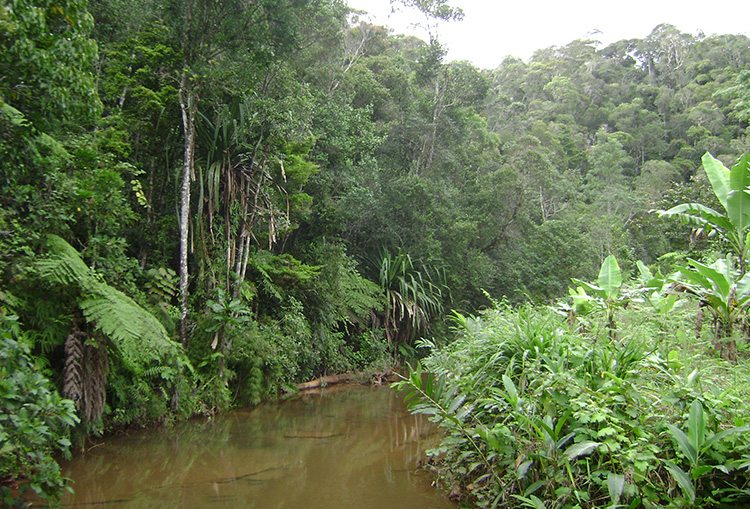 La forêt fluviale d’Andasibe