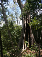 Forêt d’Ankarana
