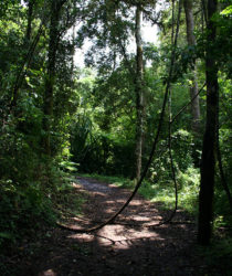 Foret dense – Parc National de la Montagne d’Ambre