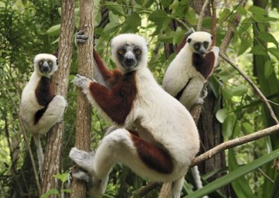 L’Est de Madagascar en 7 jours