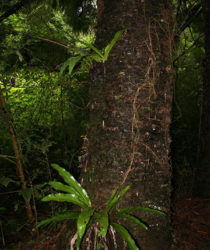 Orchidées – Parc National de la Montagne d’Ambre