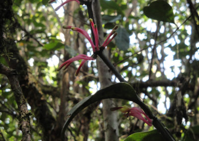 Le Sud de Madagascar en 7 jours